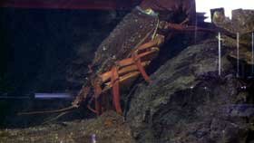 big-crayfish